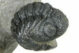 Two Morocops Trilobite Fossils - One Enrolled, One Prone #376926-7